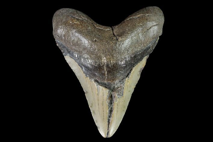 Bargain, Fossil Megalodon Tooth - North Carolina #92449